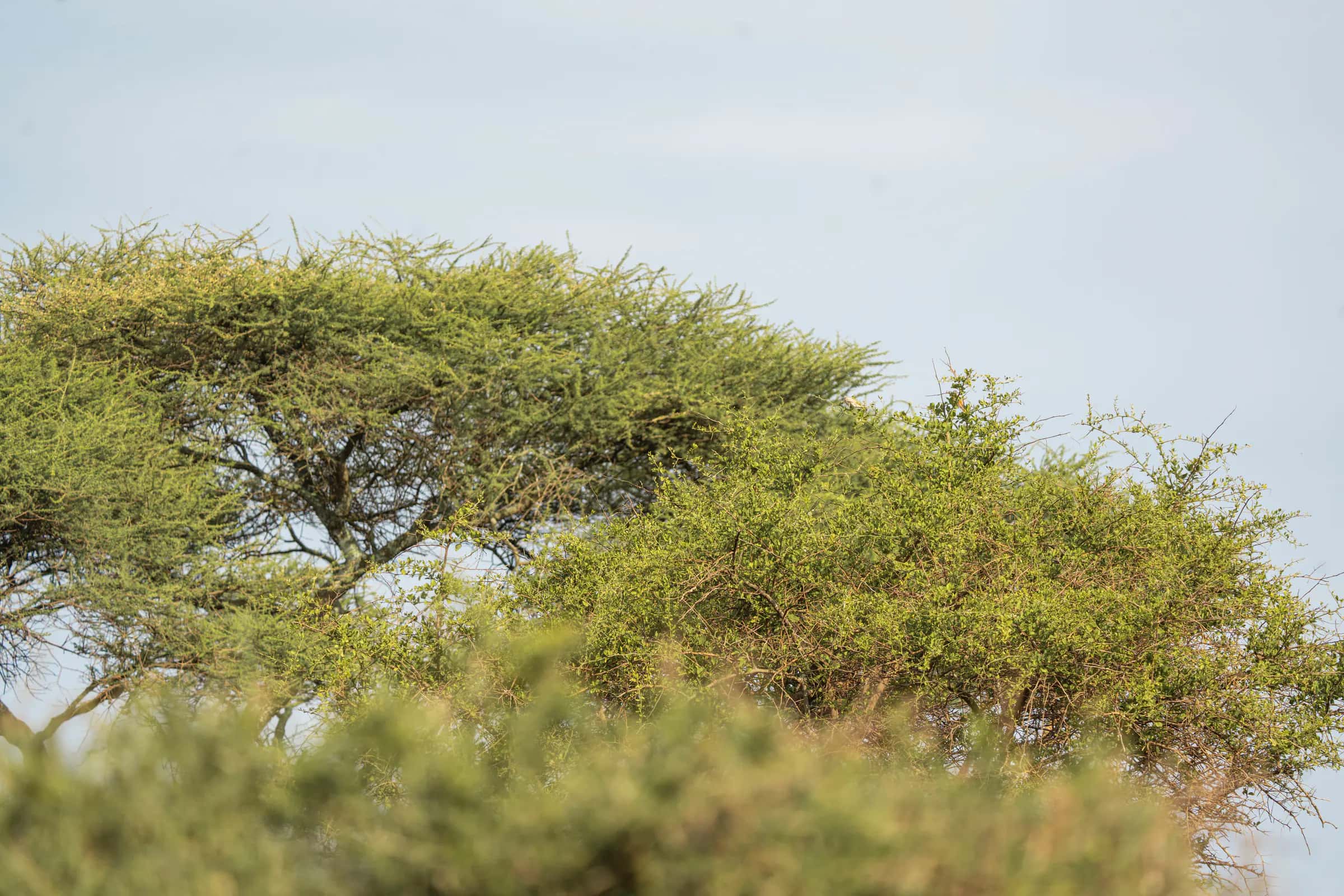 Flat-topped acacia canopy against the sky