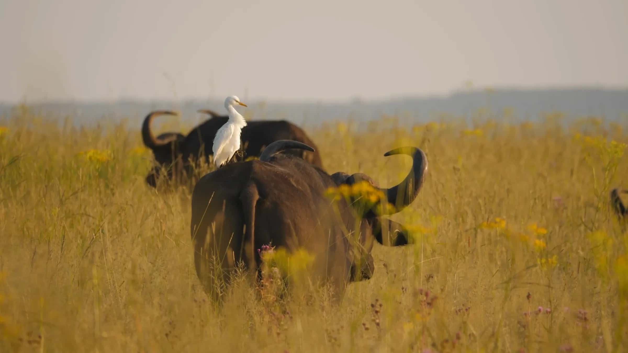 Buffalo with cattle egrets in the long grass