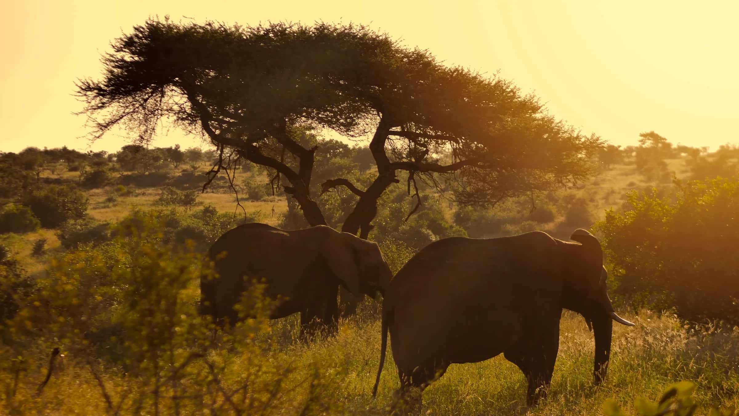 Elephants beneath an acacia tree at sunset