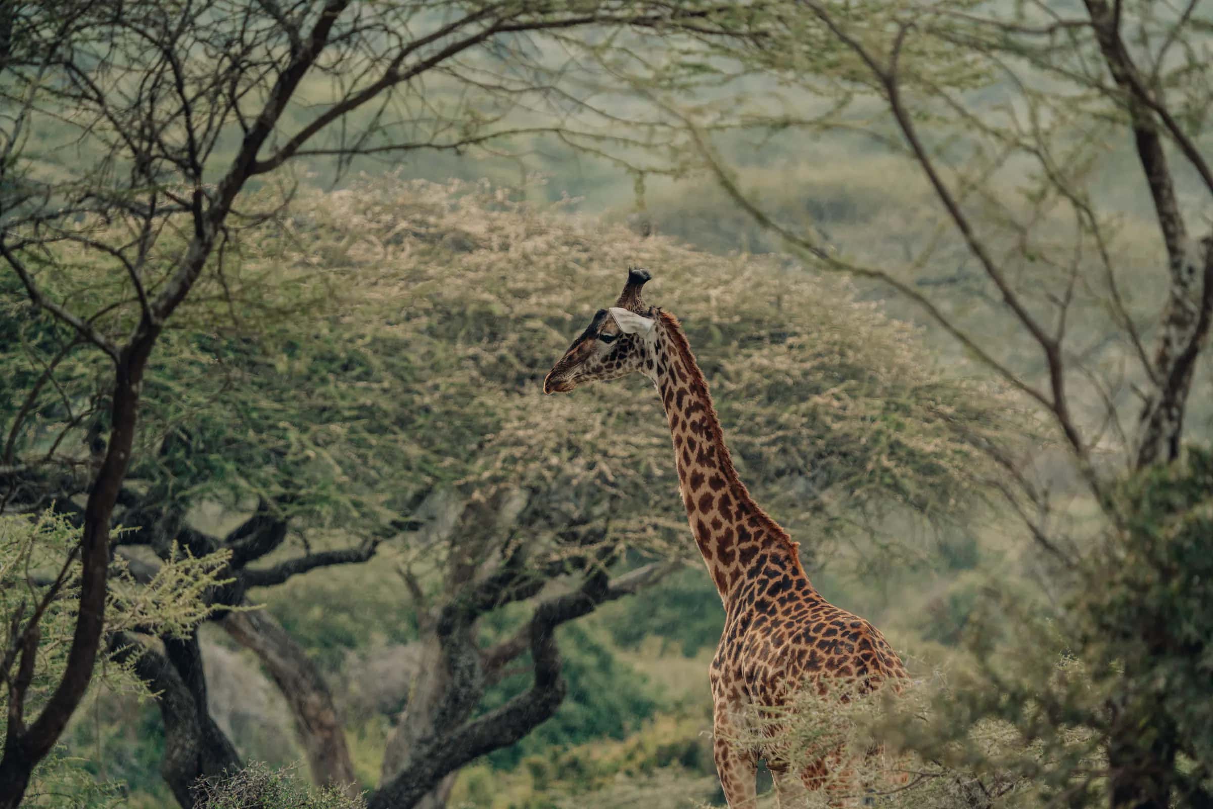 Giraffe browsing in acacia woodland