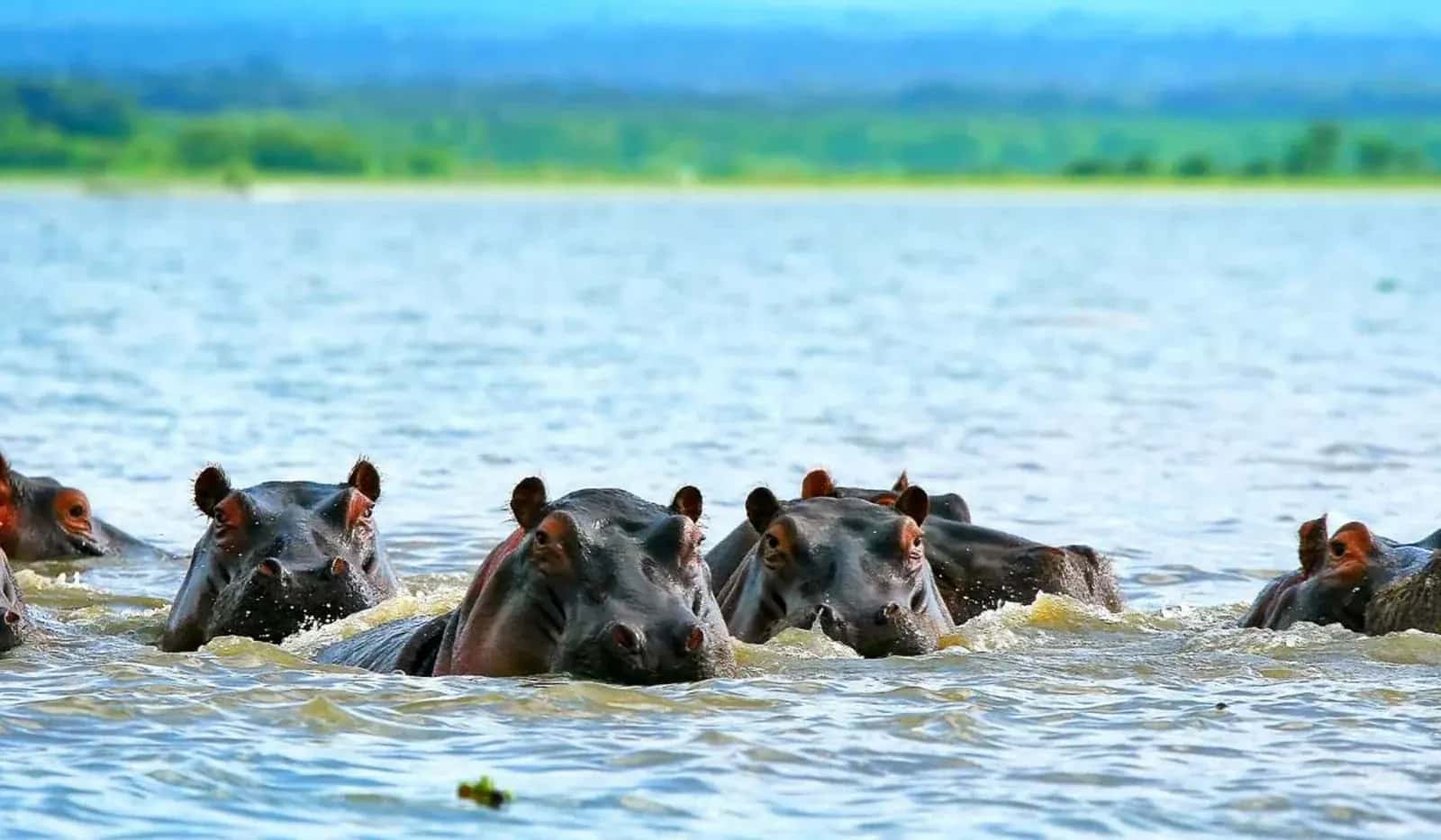 Hippos surfacing in the river