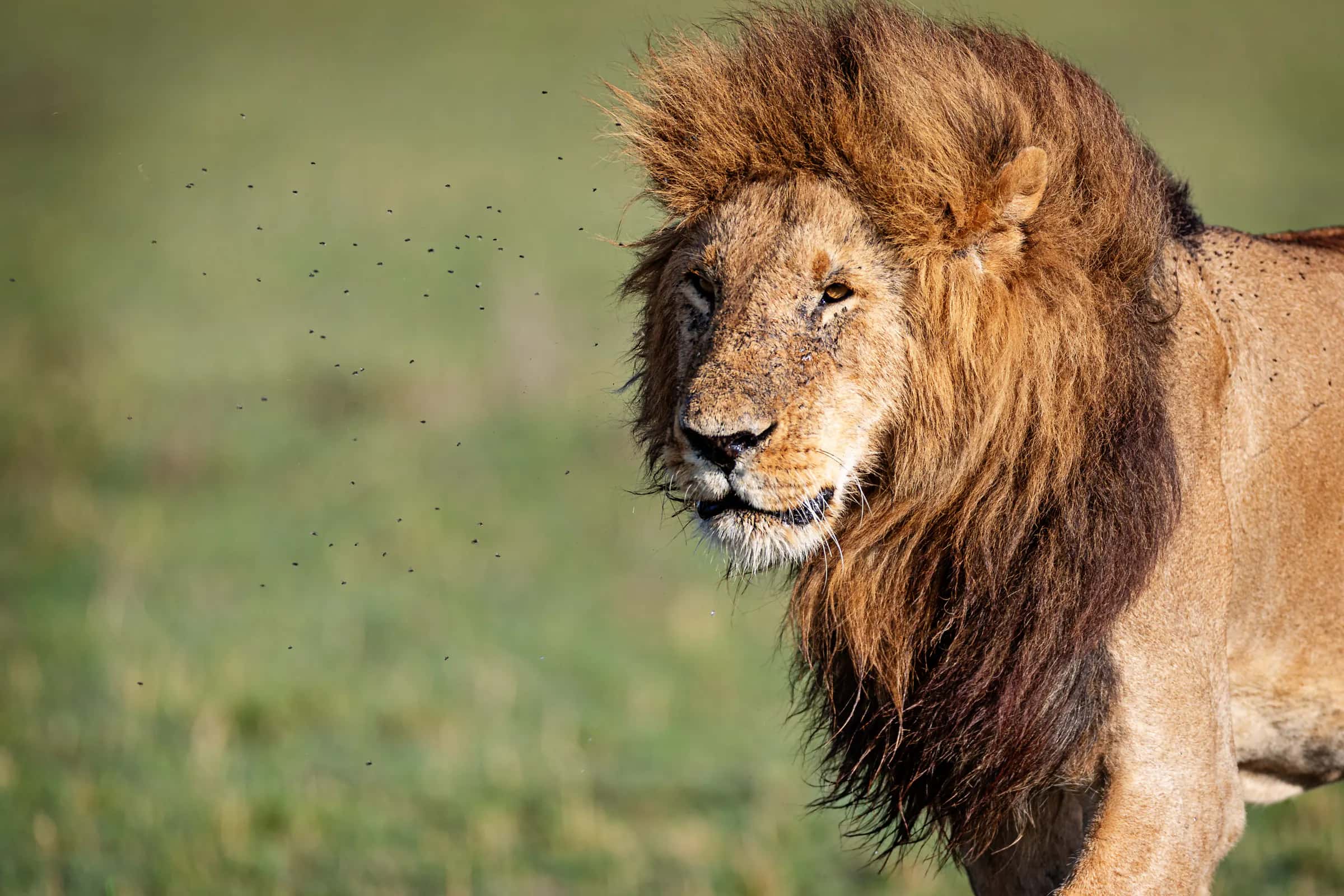 Male lion with a full dark mane