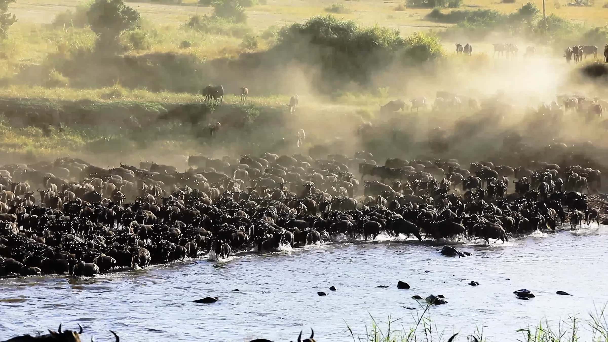 Wildebeest herds crossing a river in clouds of dust