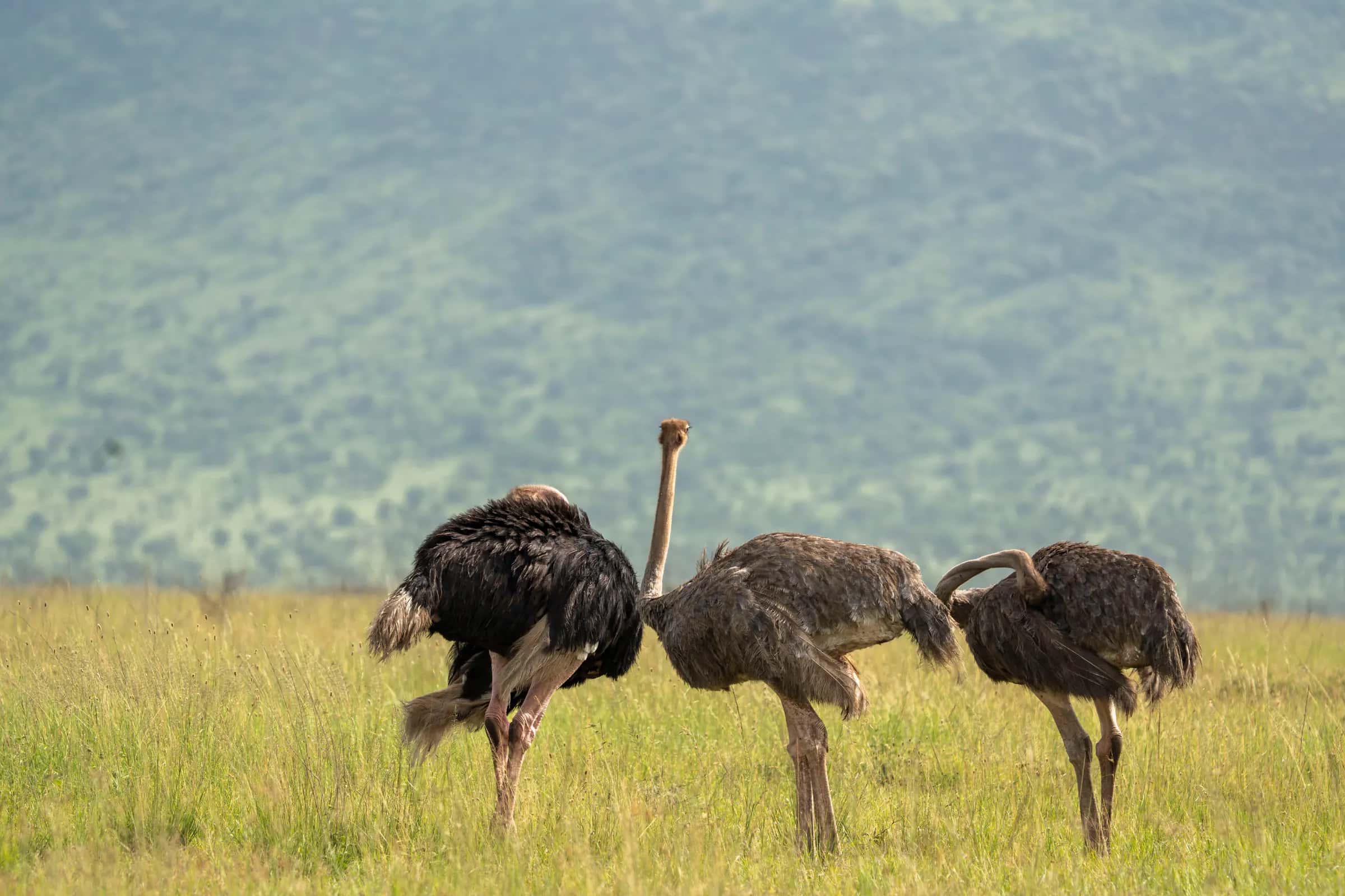 Ostriches on the grassland below forested hills