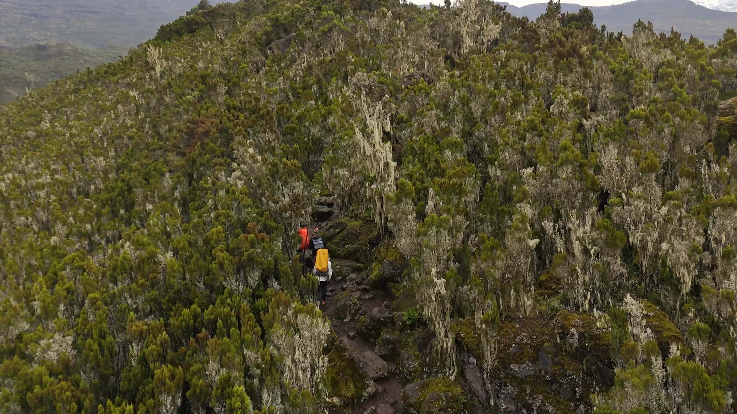 Trekkers on a narrow trail through mountain heath