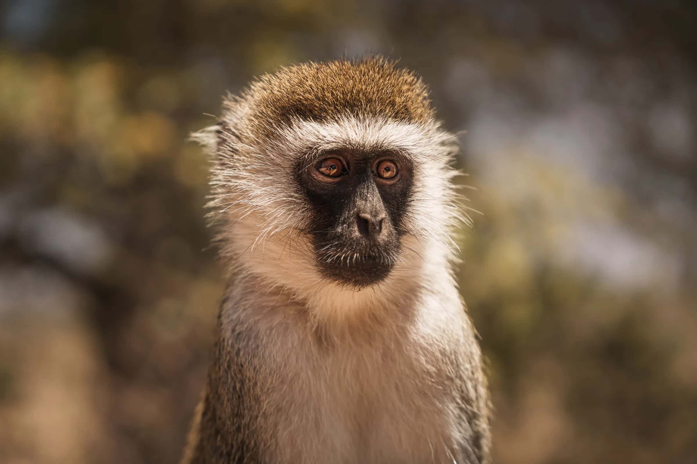 Vervet monkey, Tarangire