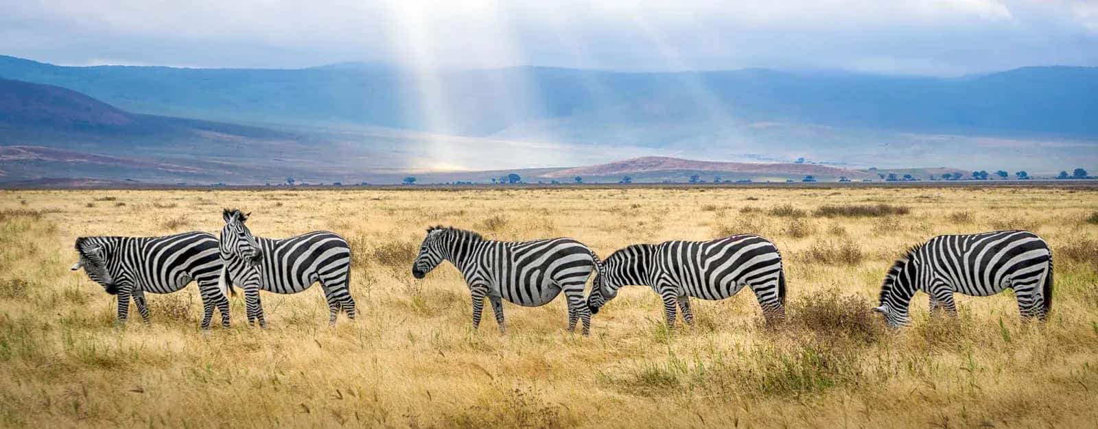 Zebras grazing as light breaks through the clouds over the hills
