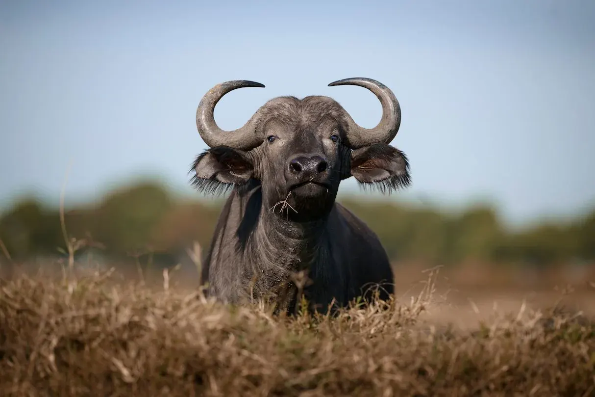 Cape buffalo bull lying in dry grass