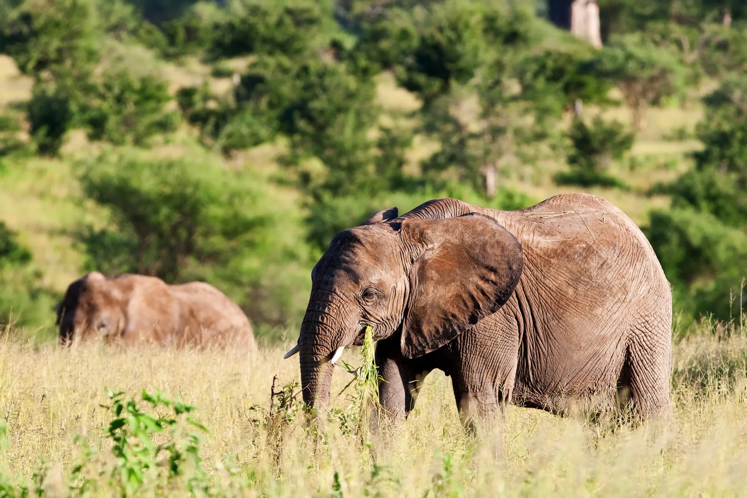 Elephant feeding in the long grass of Tarangire