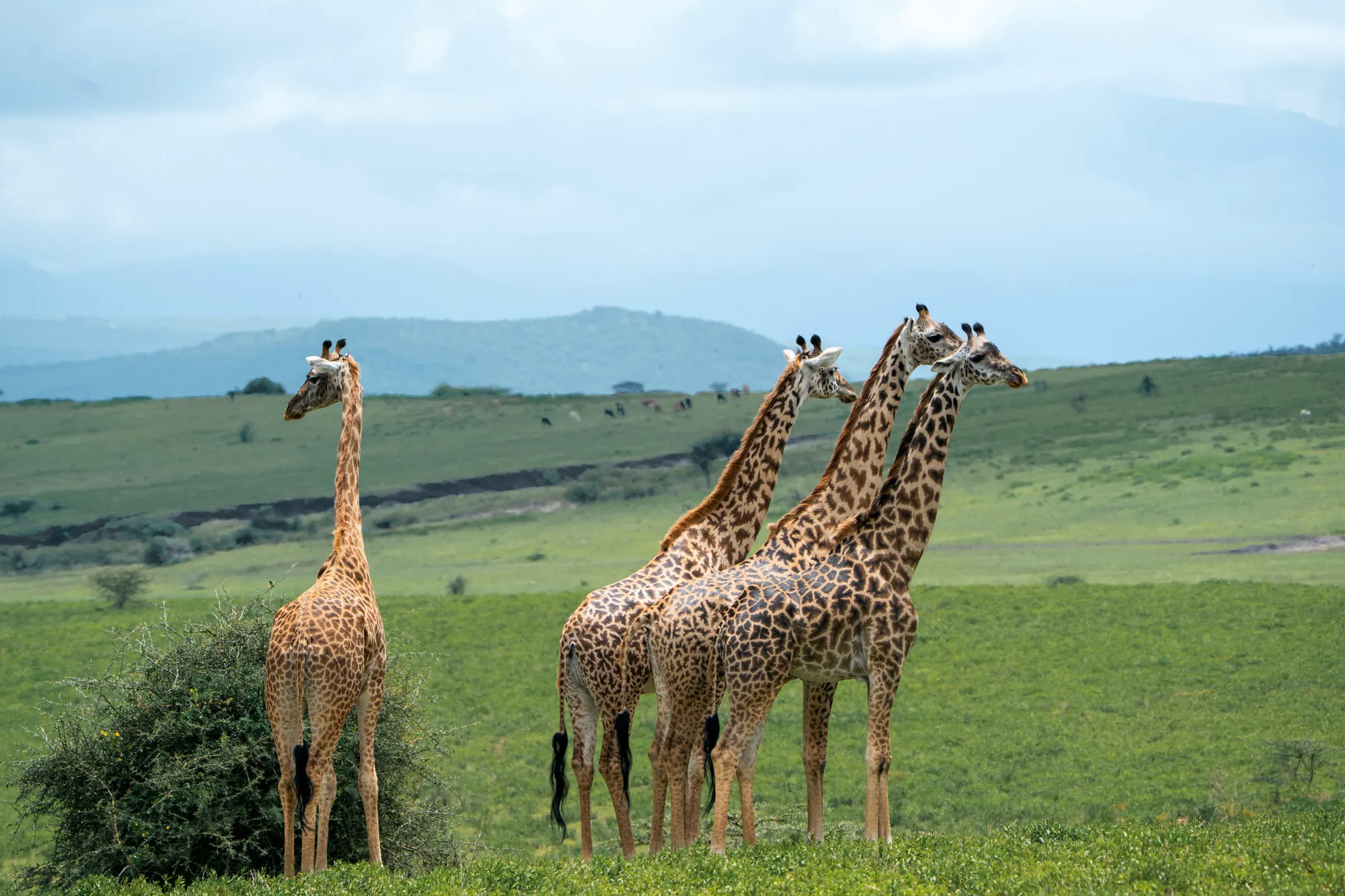 Giraffes on green hills below the mountains