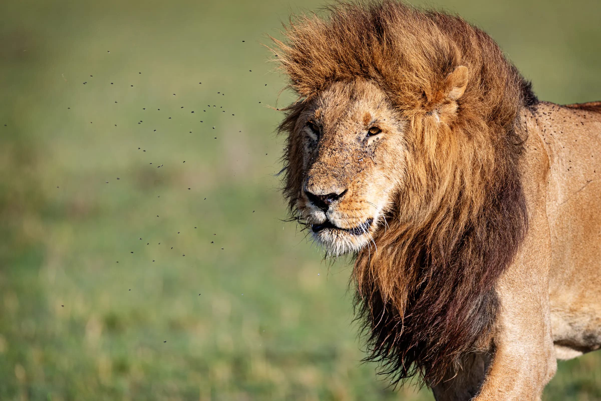 Male lion with a full dark mane