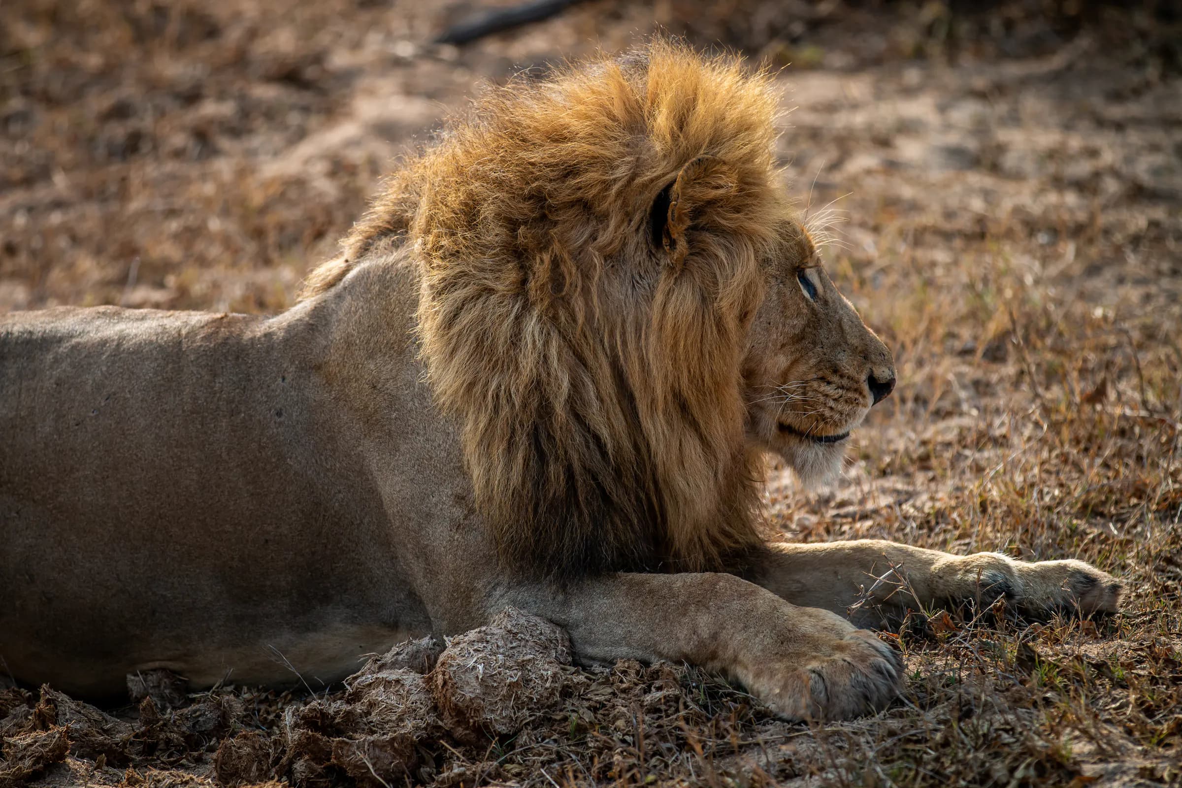 Male lion resting on dry ground