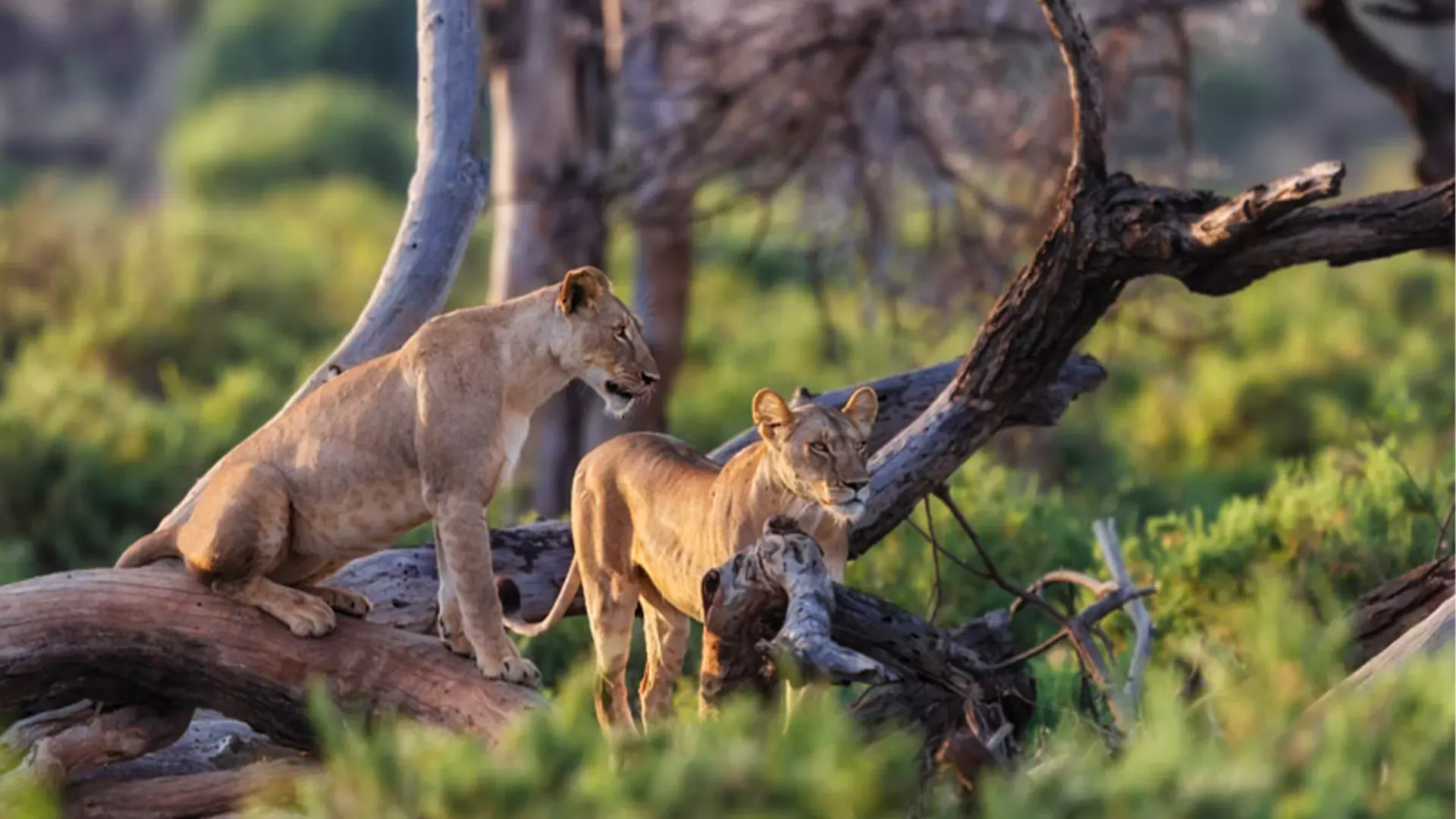 Lionesses on a fallen tree