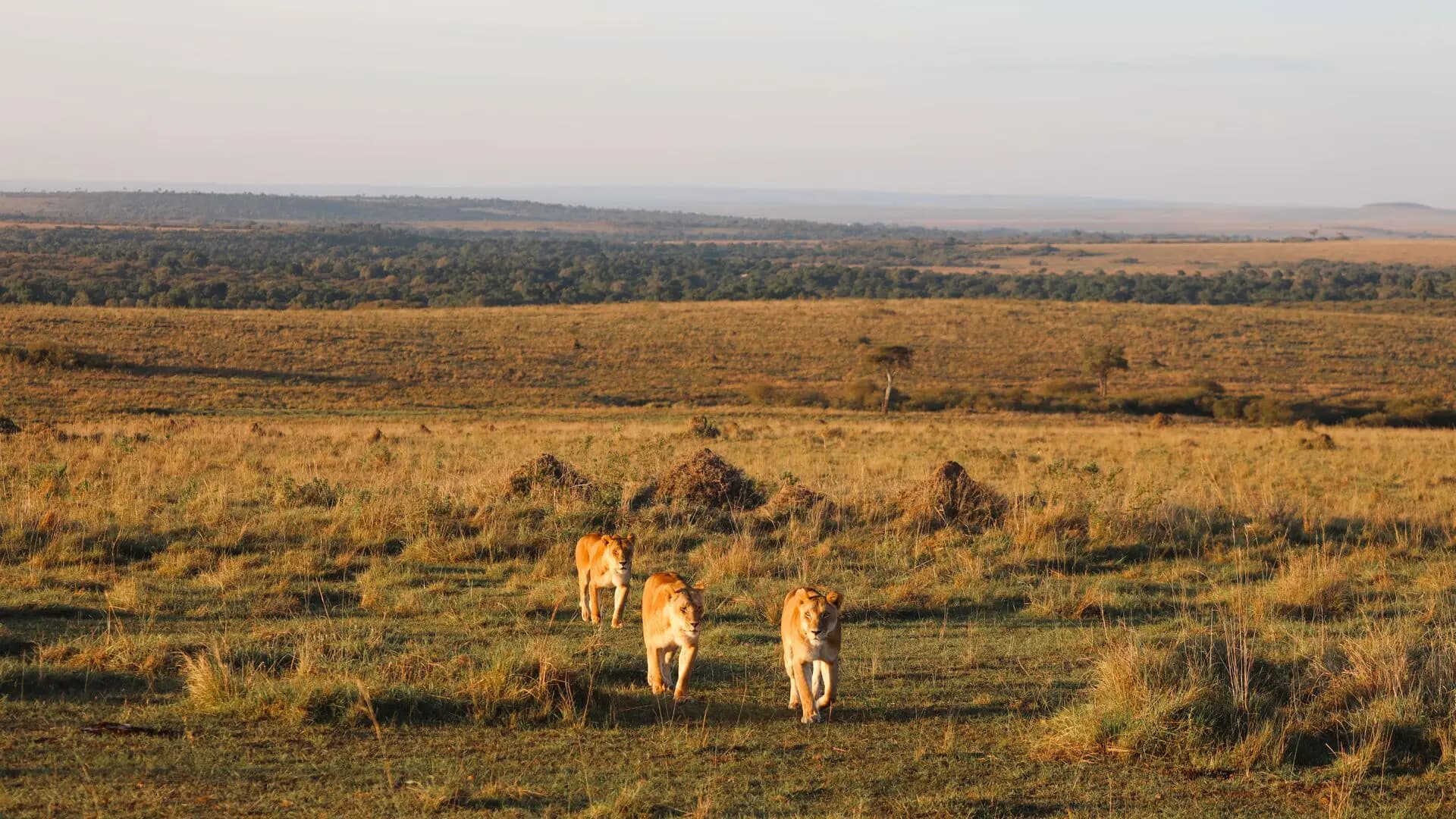 Lionesses walking across the plains