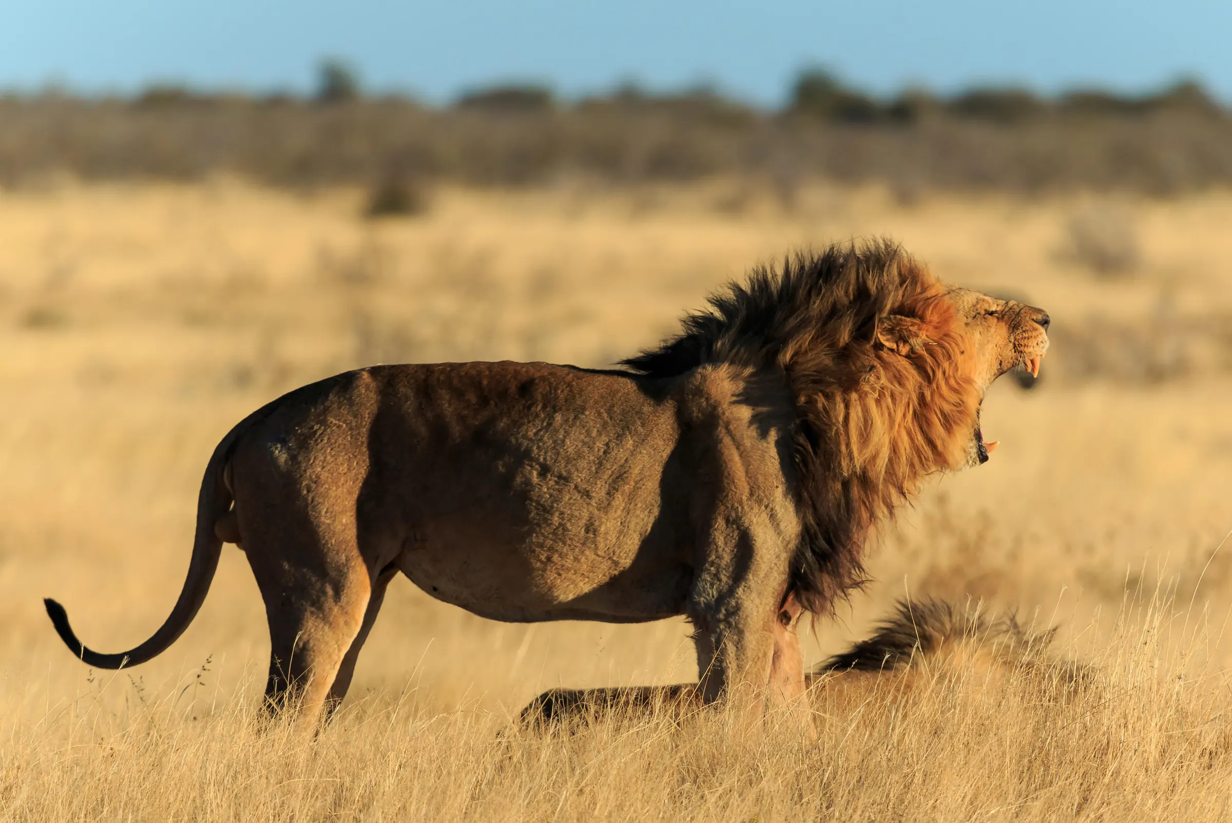 Male lion striding across golden grass