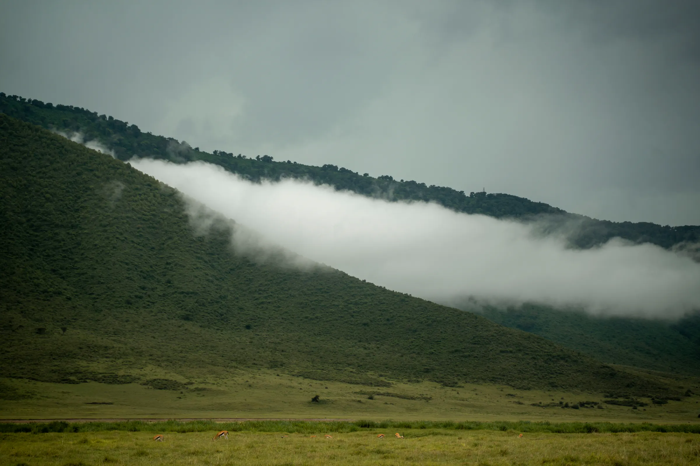 Mist rolling along the Ngorongoro crater rim