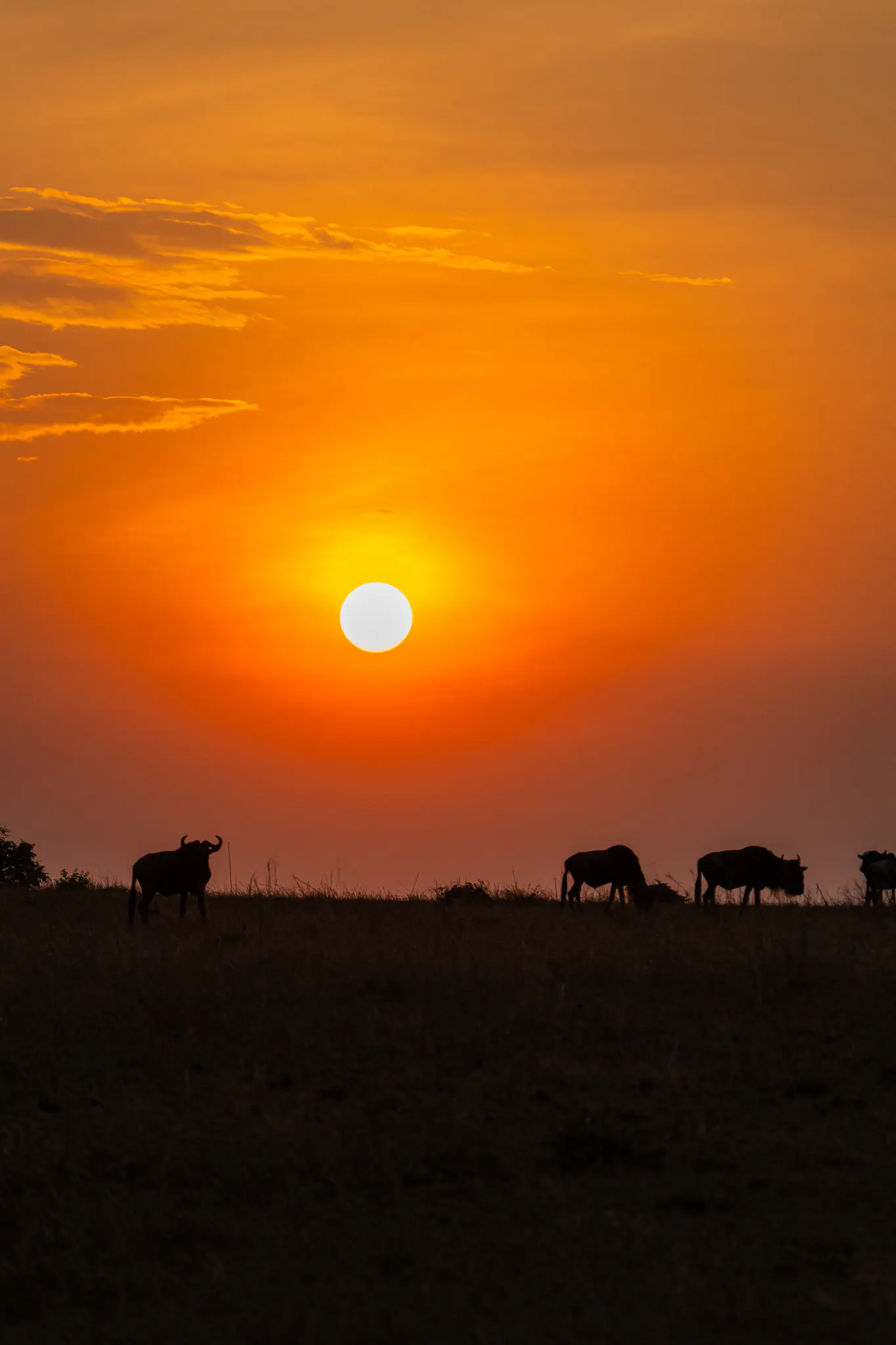 Orange sunset over the plains with grazing silhouettes
