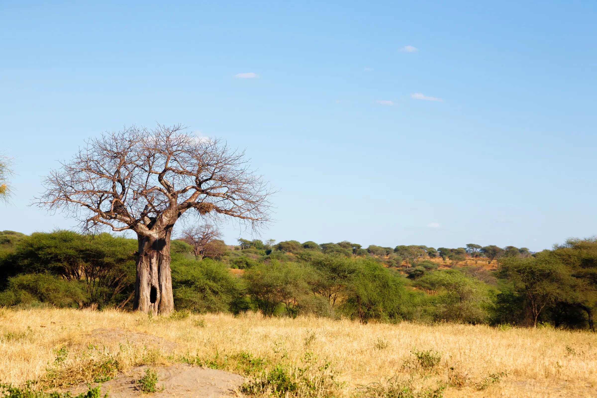 Baobab tree above the Tarangire bush