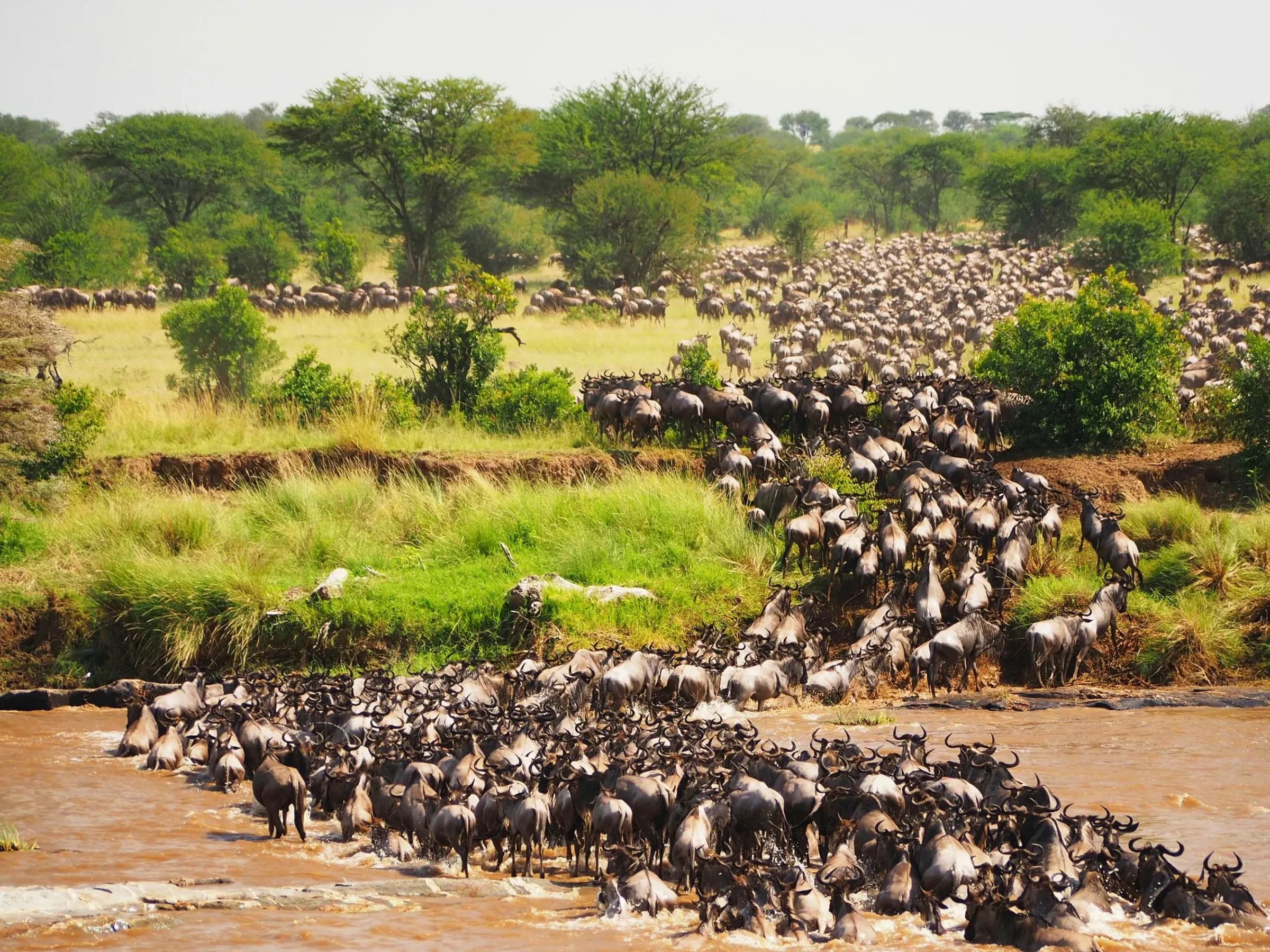 Wildebeest herds pouring down the bank into the Mara river