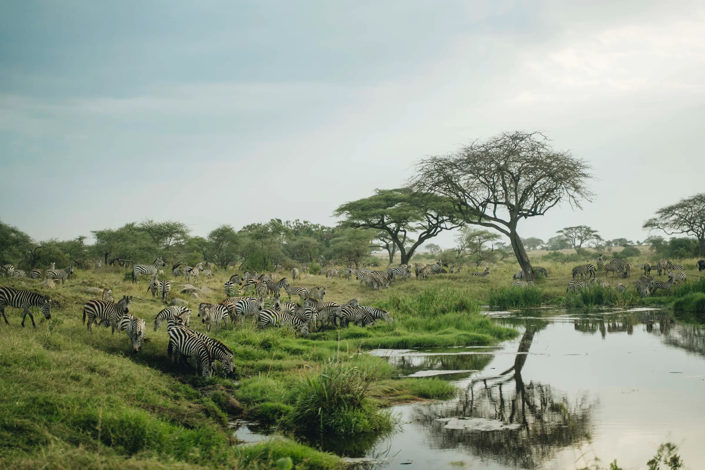 Zebras drinking at a waterhole below acacia trees