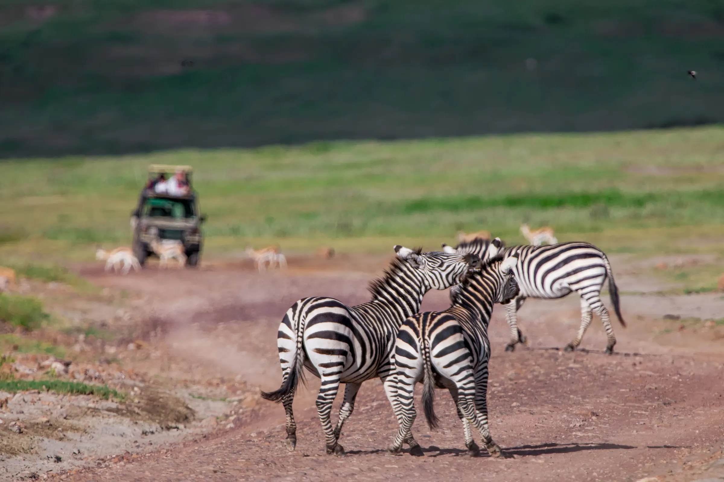 Zebras on a track in the Ngorongoro Crater
