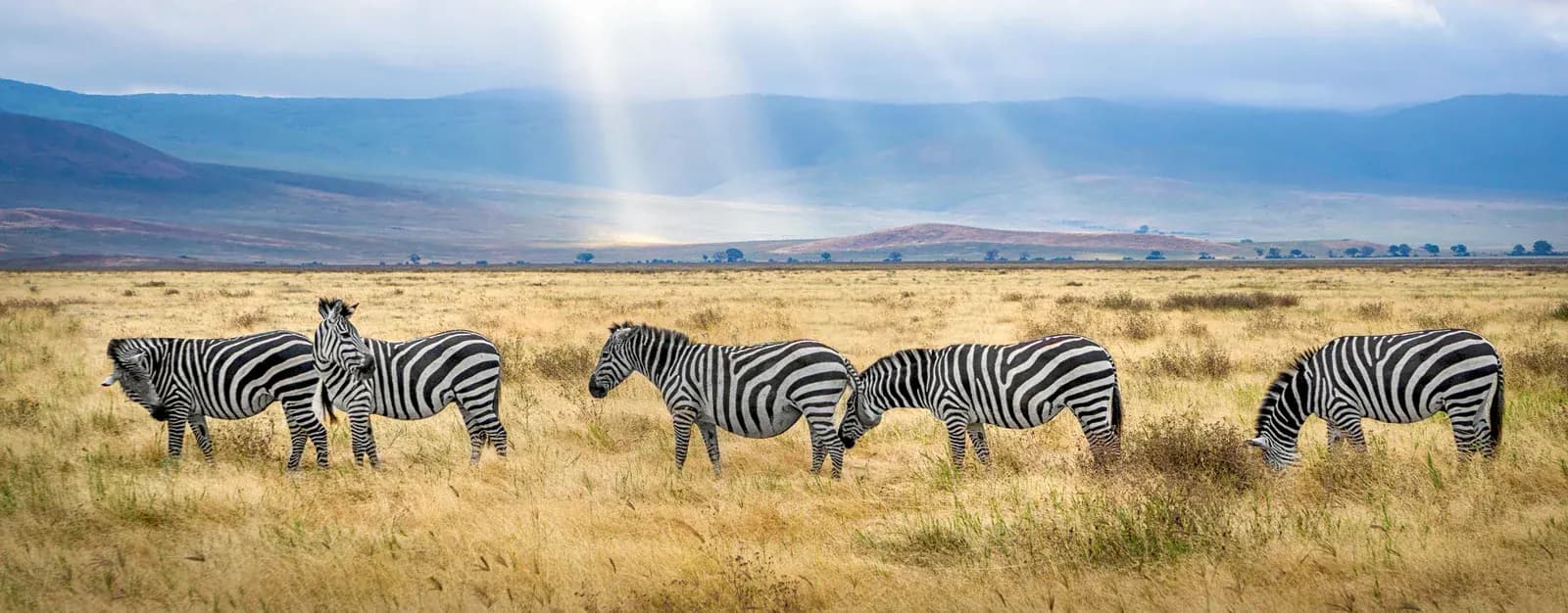 Zebras grazing as light breaks through the clouds over the hills