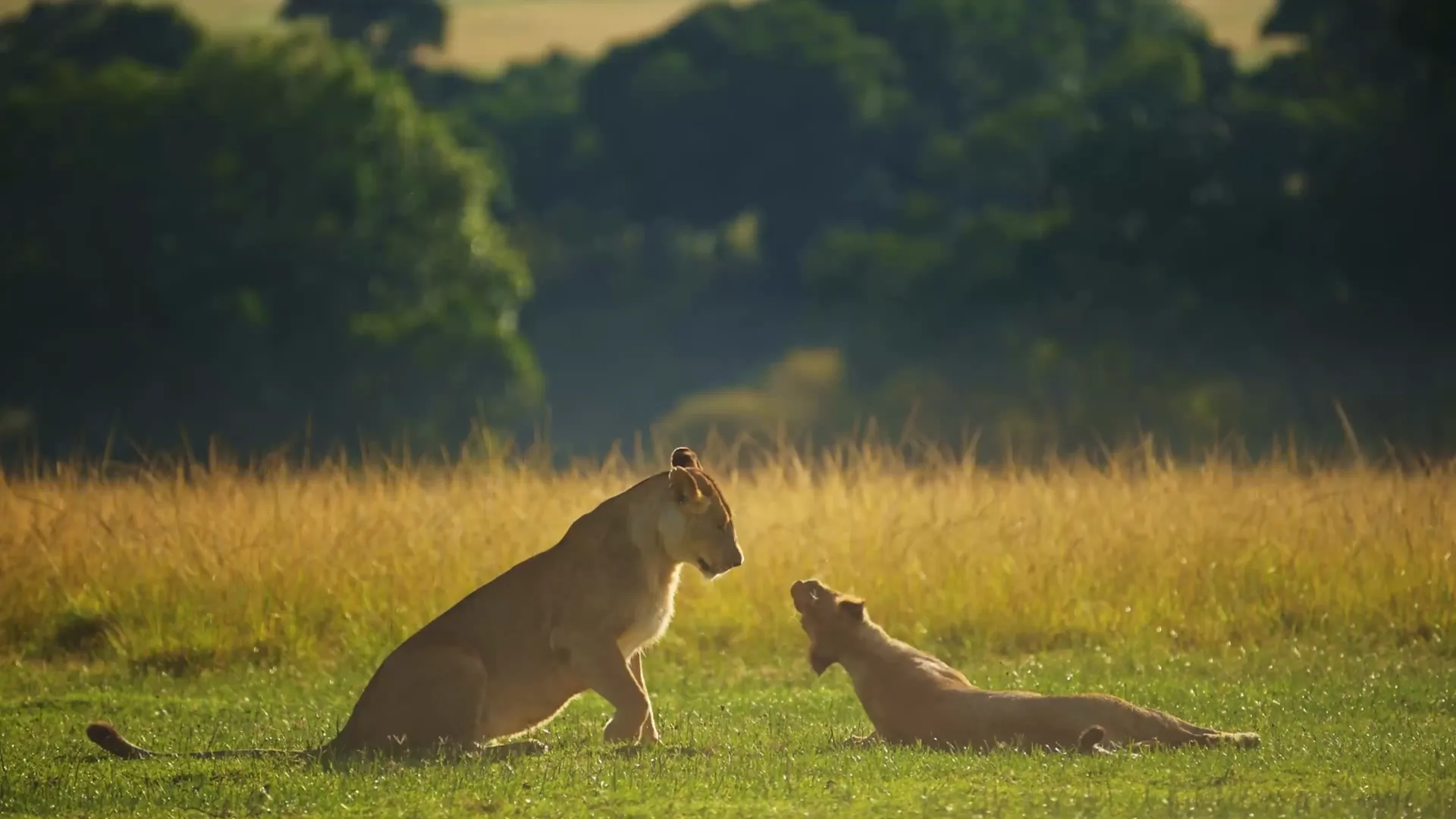 Lioness and cub greeting each other in golden evening grass