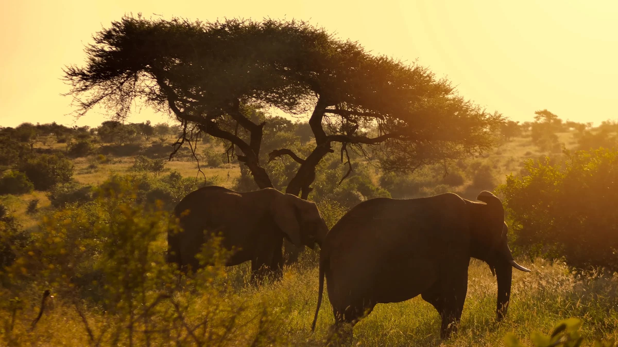 Elephants beneath an acacia tree at sunset