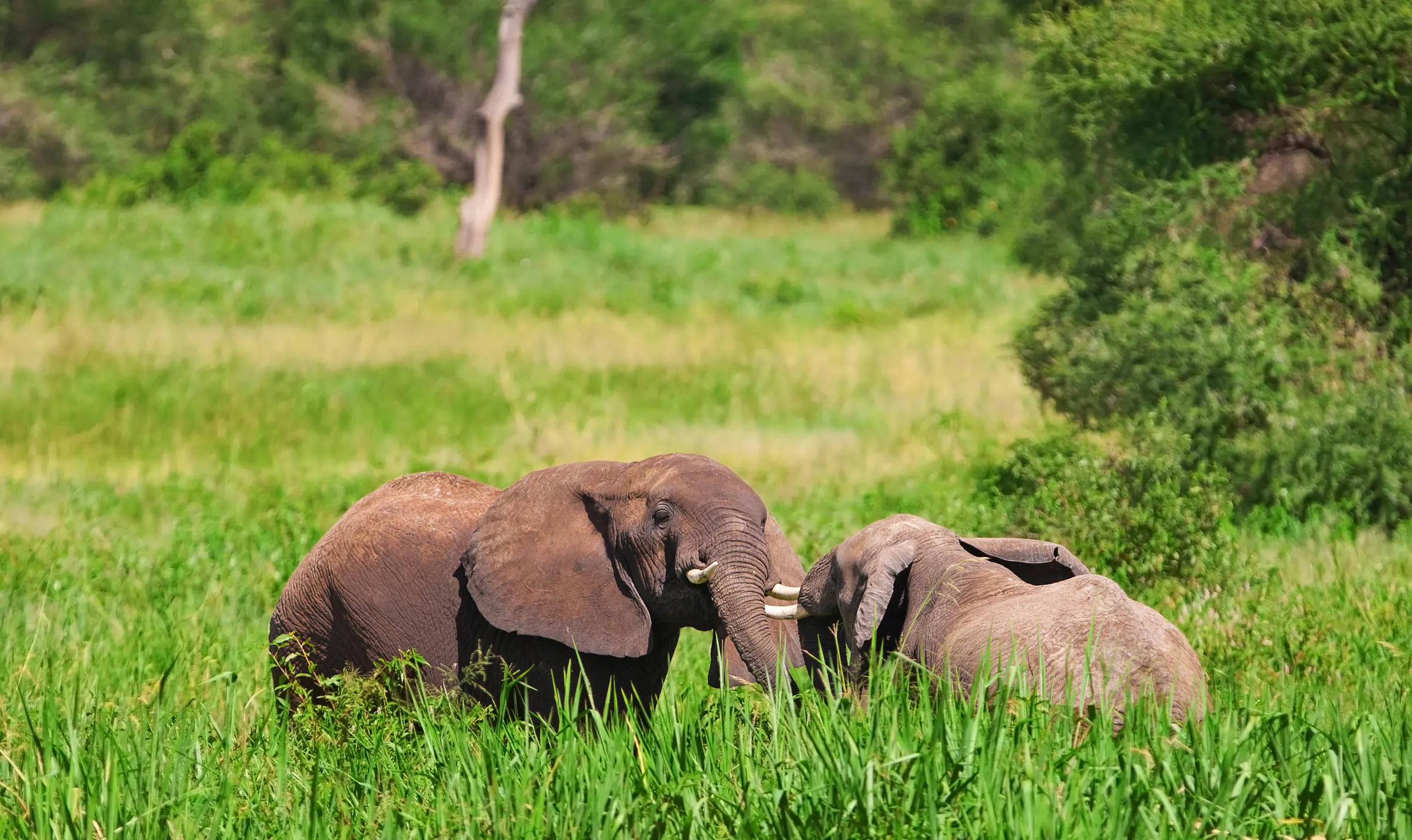 Young elephants in green grass, Tarangire