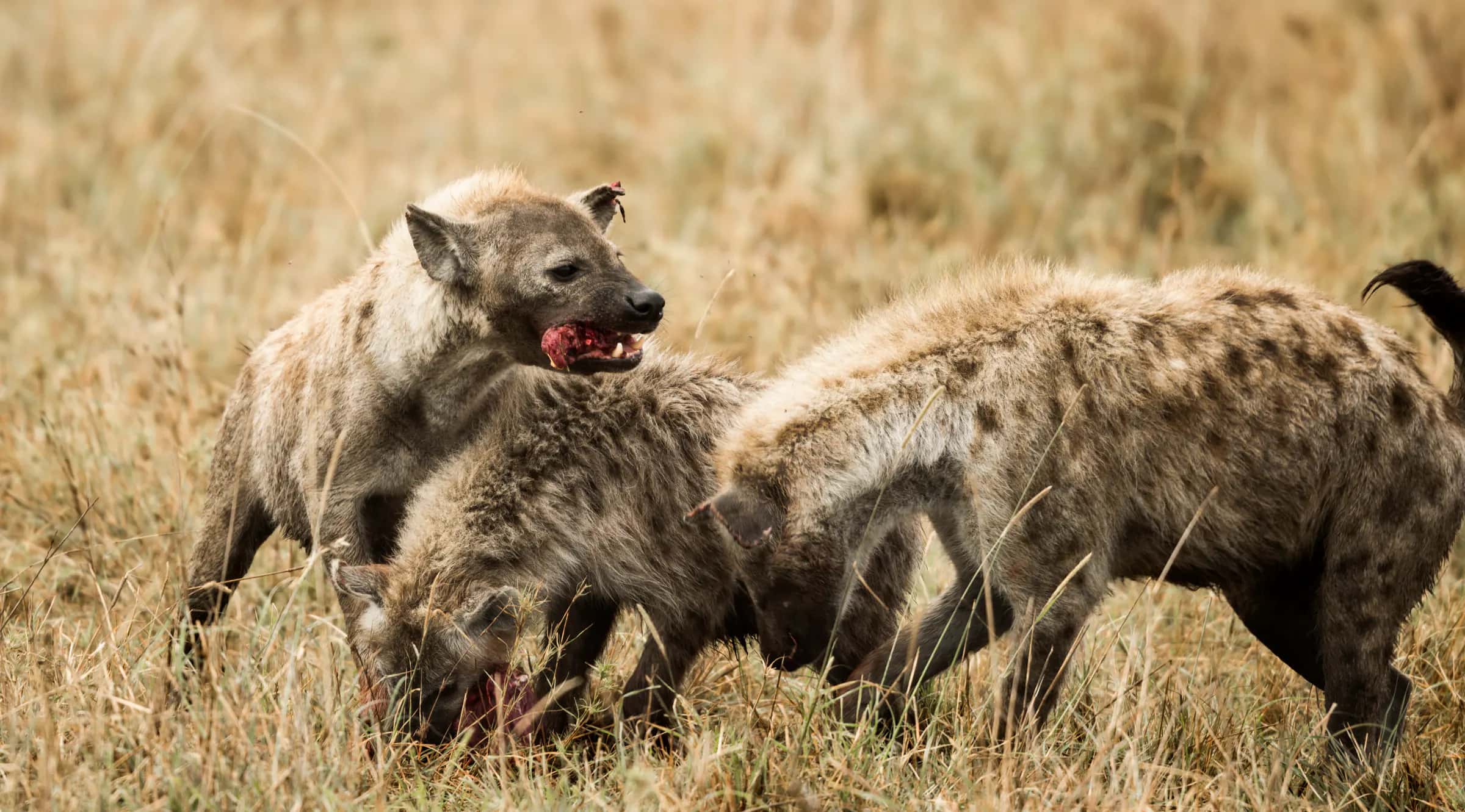 Hyenas feeding, Serengeti