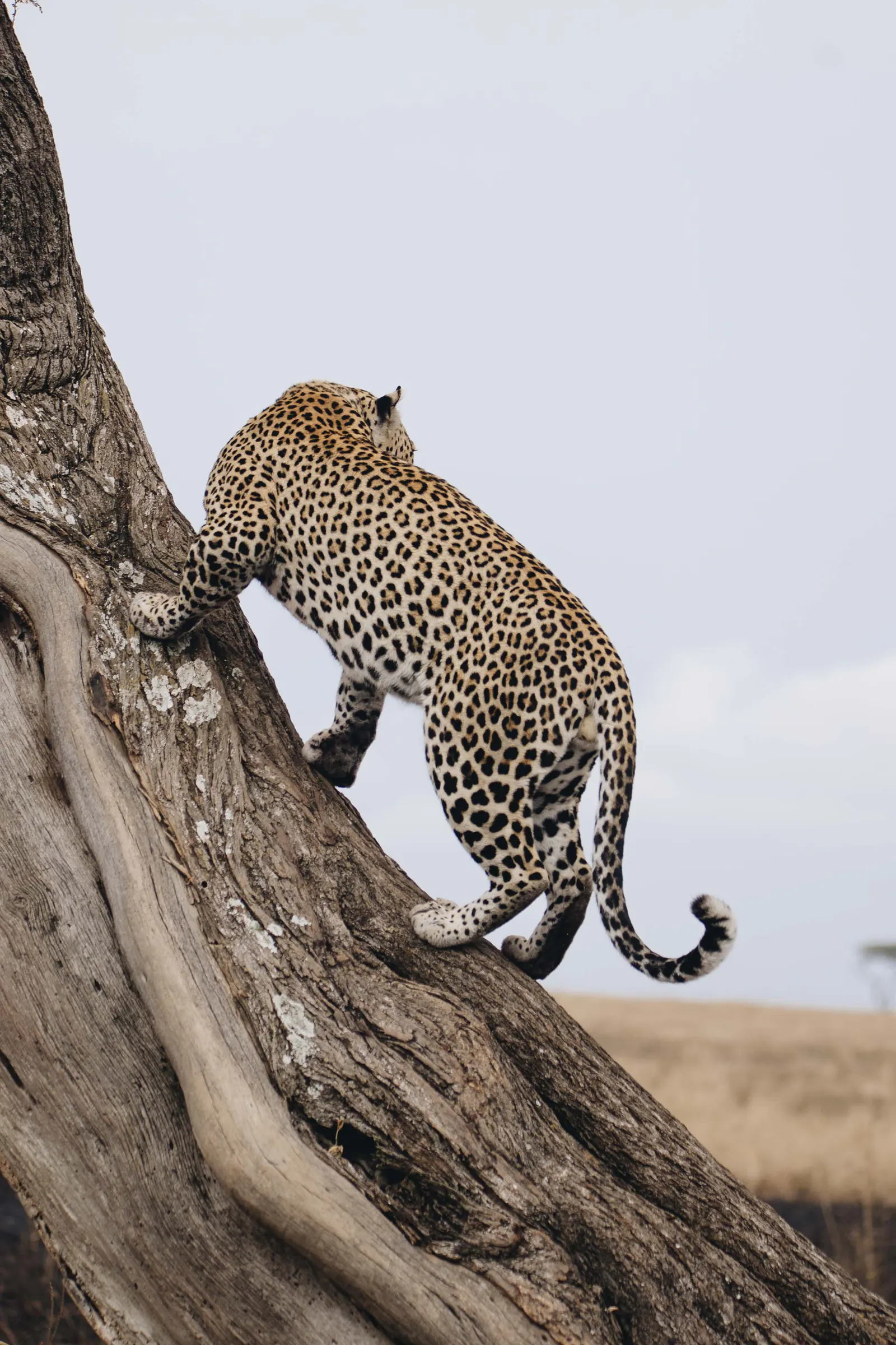 Leopard climbing a tree trunk