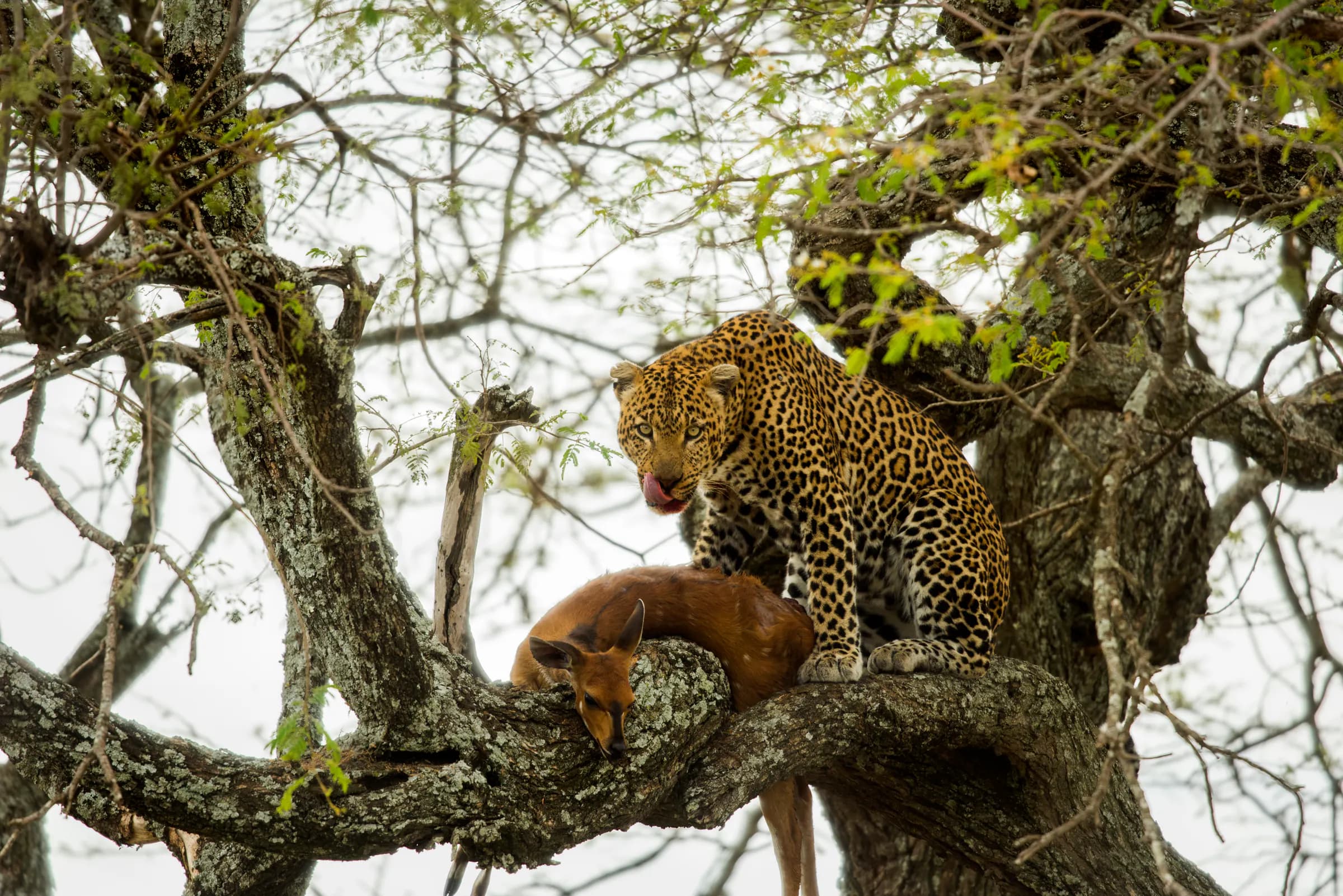 Leopard in a tree with its prey, Serengeti