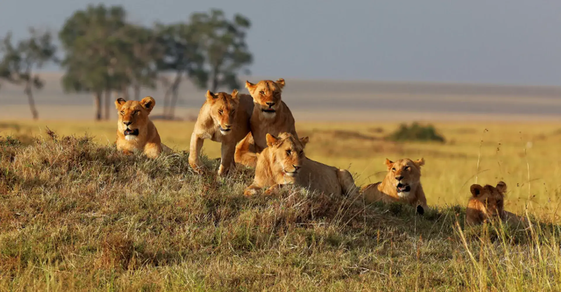 Lion pride resting on a grassy rise