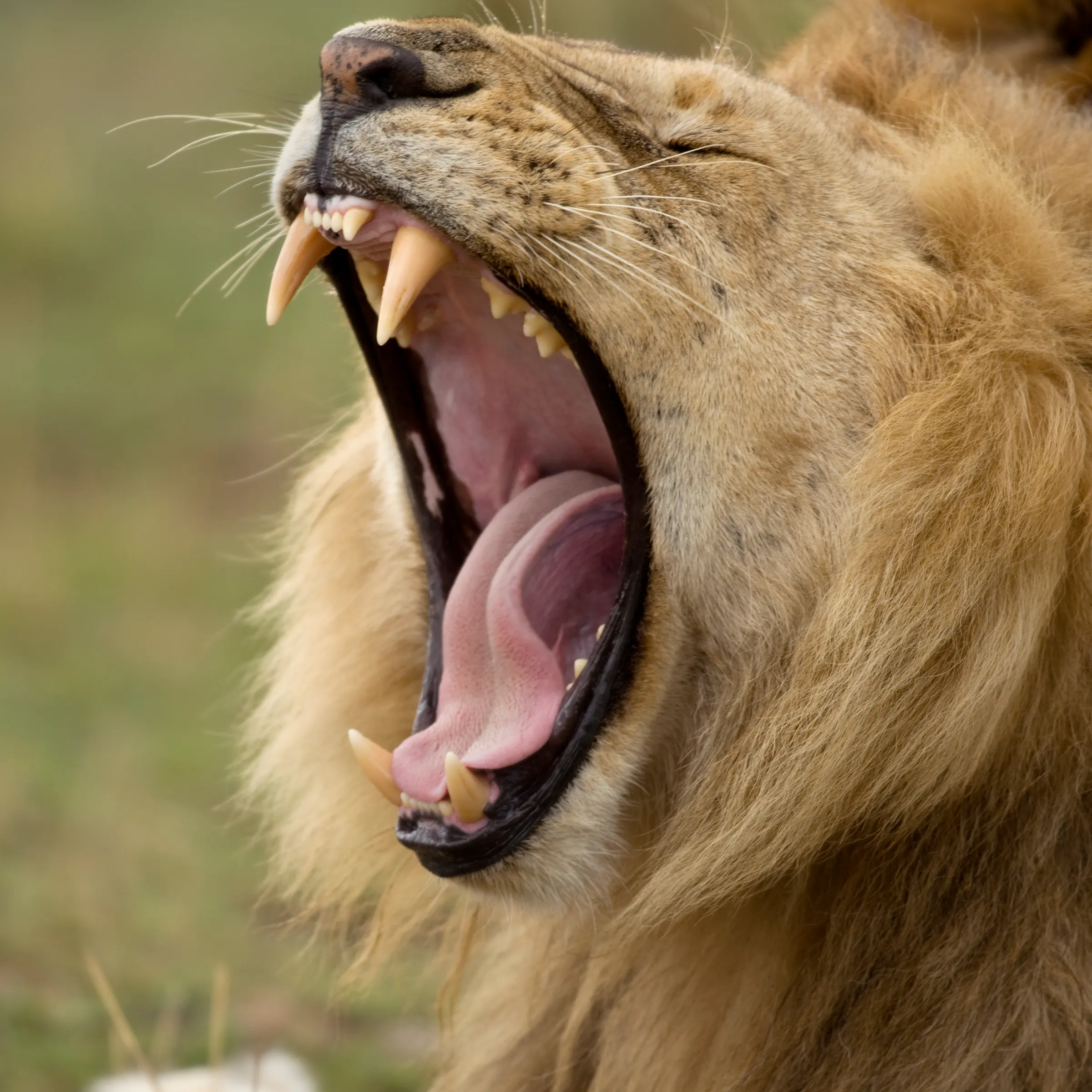 Lion yawning, Serengeti