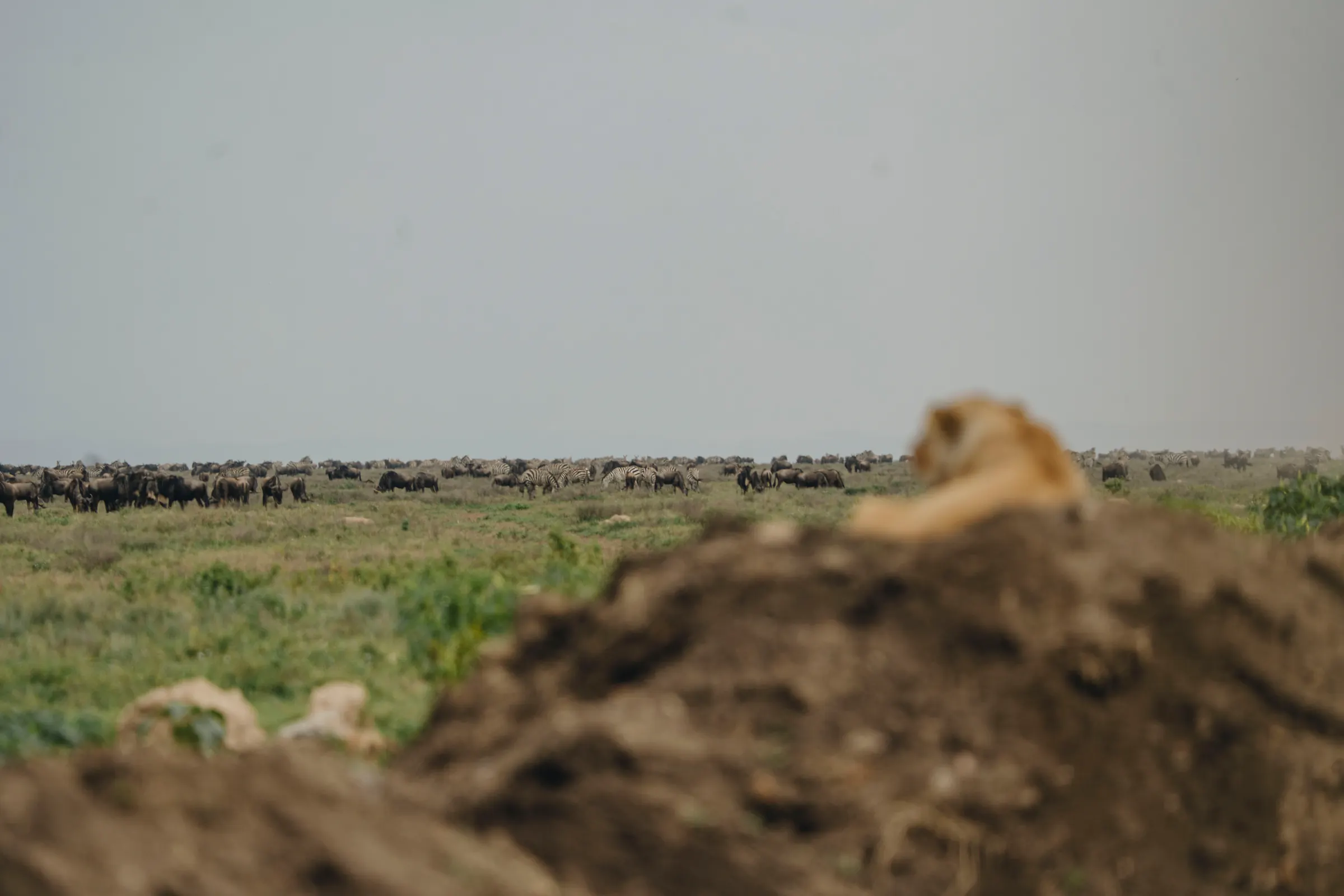 Lioness watching herds across the plains