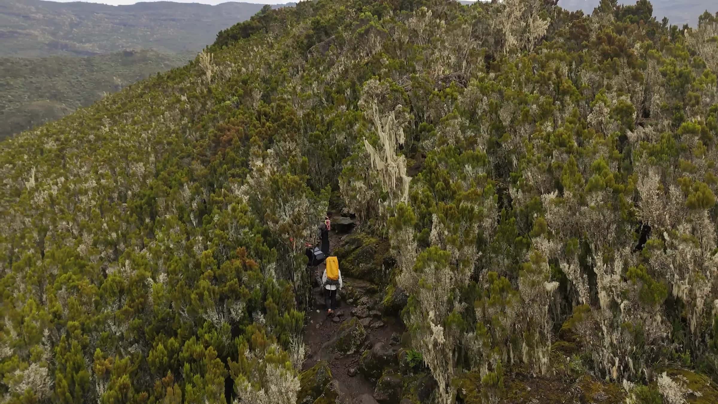 A trail winding along a heath-covered ridge