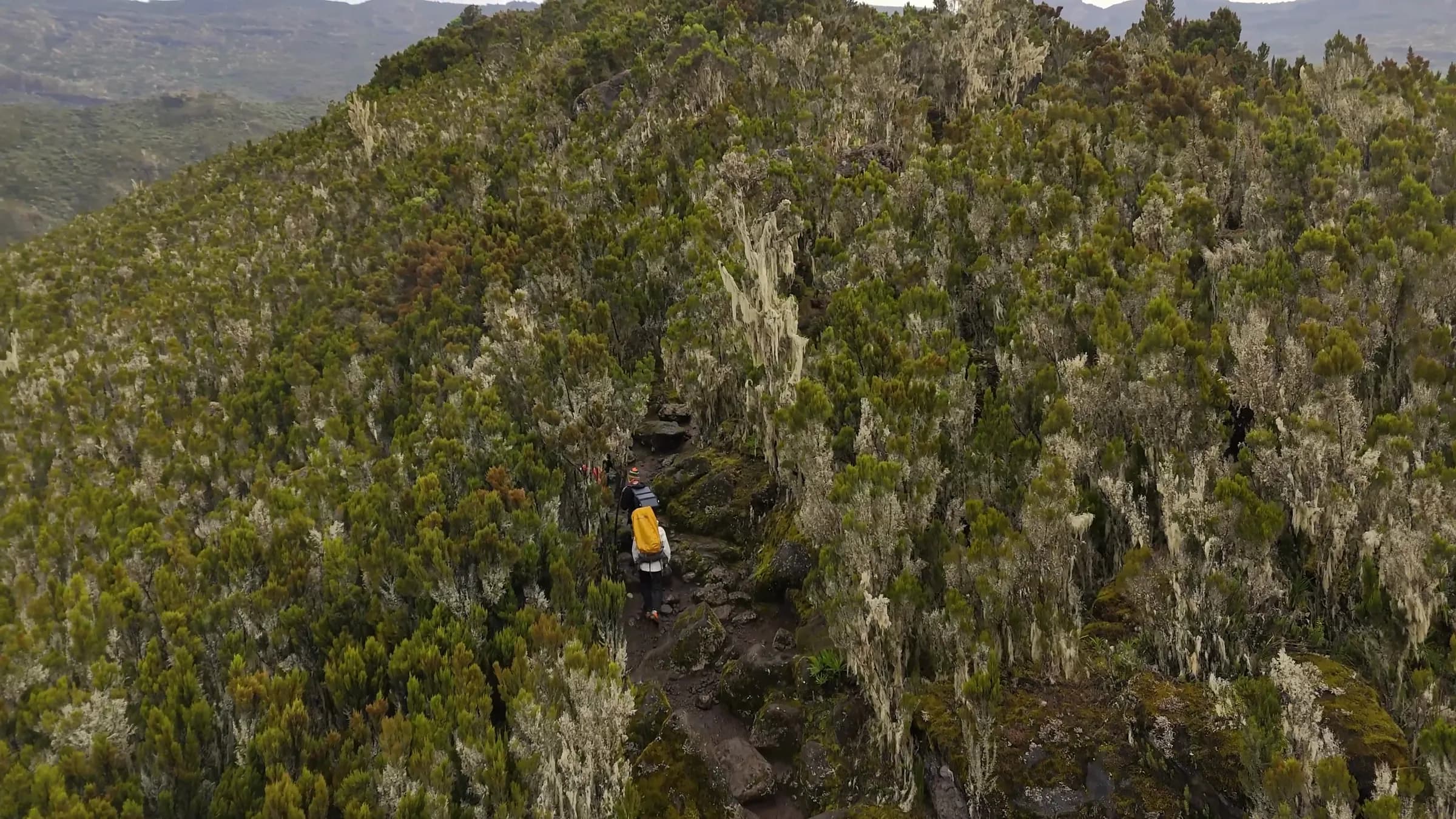 Trekkers climbing a heath-covered mountain ridge