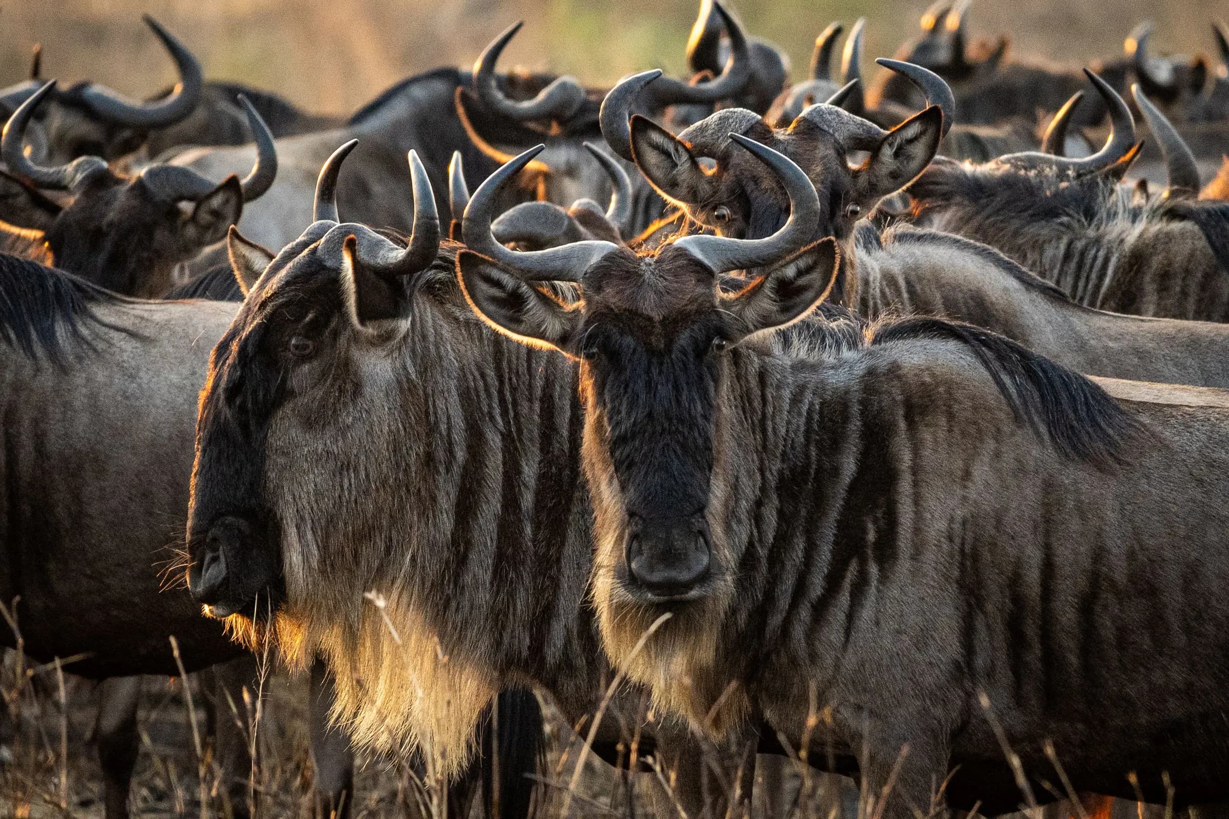 Wildebeest herd in golden light